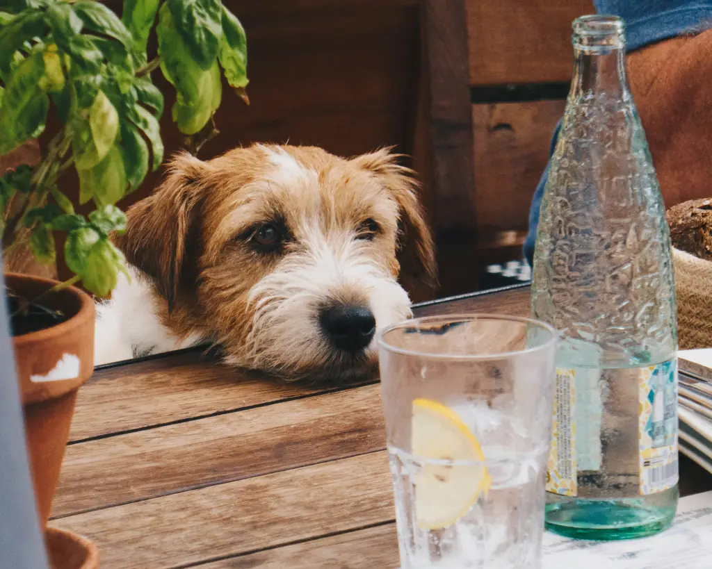 A small terrier resting its chin on a wooden café table, beside a glass of water and a bottle.