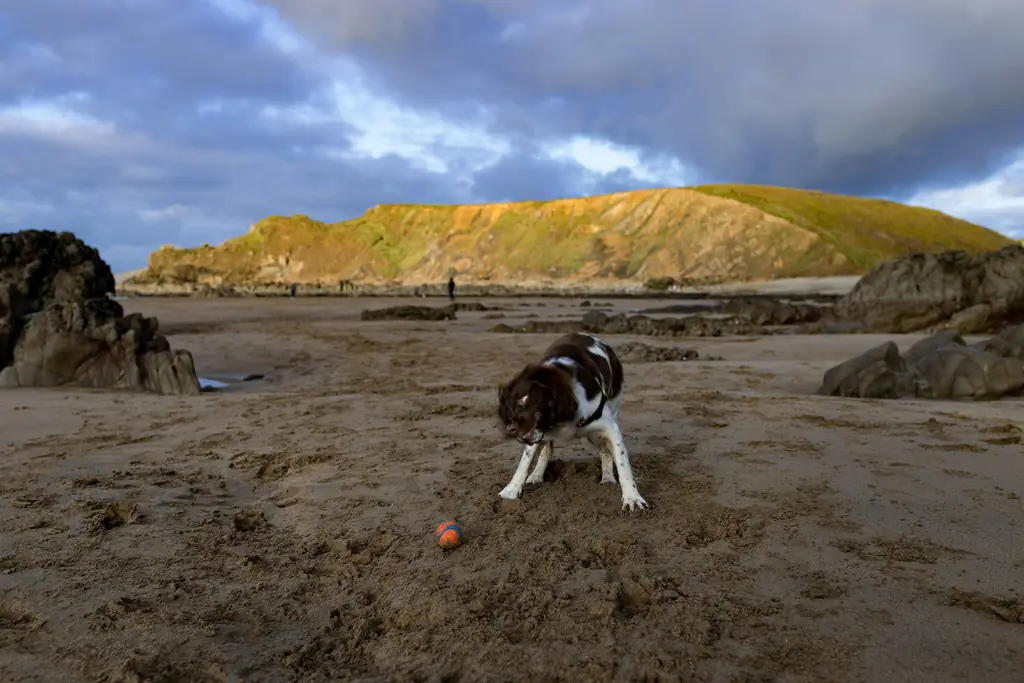 A black and white spaniel digging in wet sand on a wide beach, with a green headland behind.