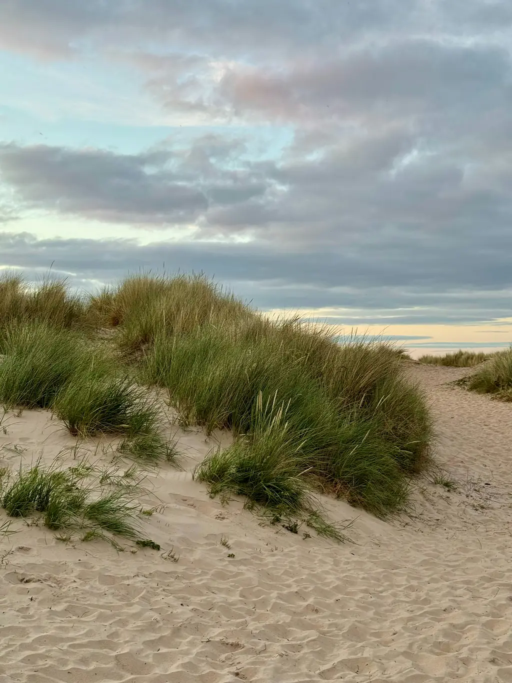 Tufts of marram grass on a sand dune under a soft, cloudy evening sky.