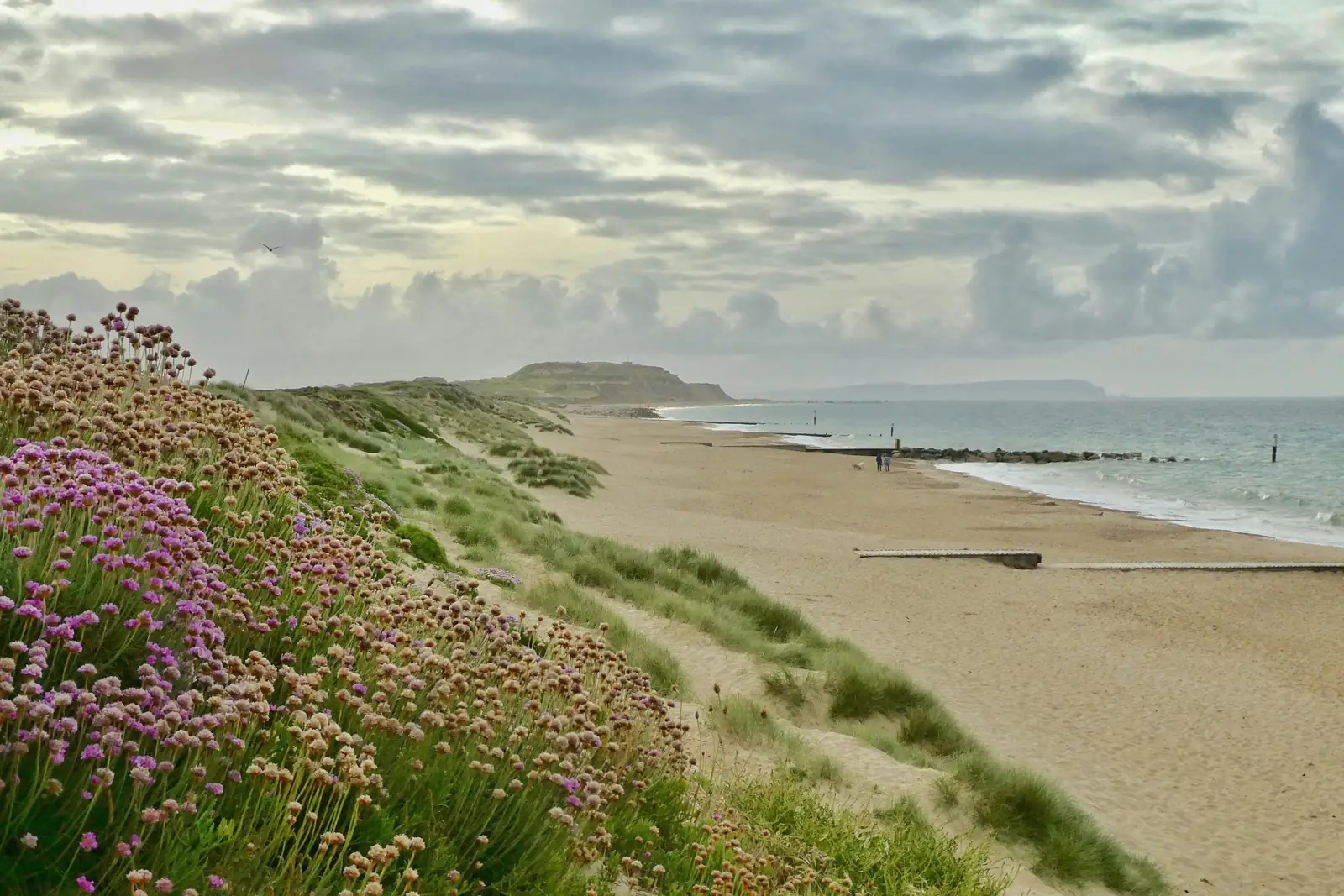 Pink sea thrift on a grassy dune above a long sandy beach, with a low headland and grey sea beyond.